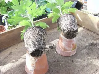 Как выращивать шаровидные хризантемы
