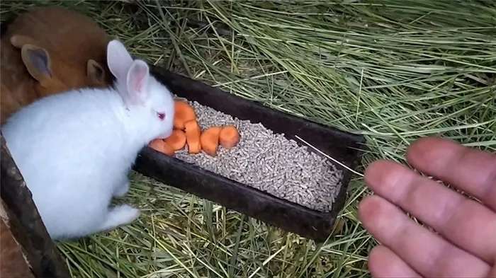 Искусственное вскармливание крольчат
