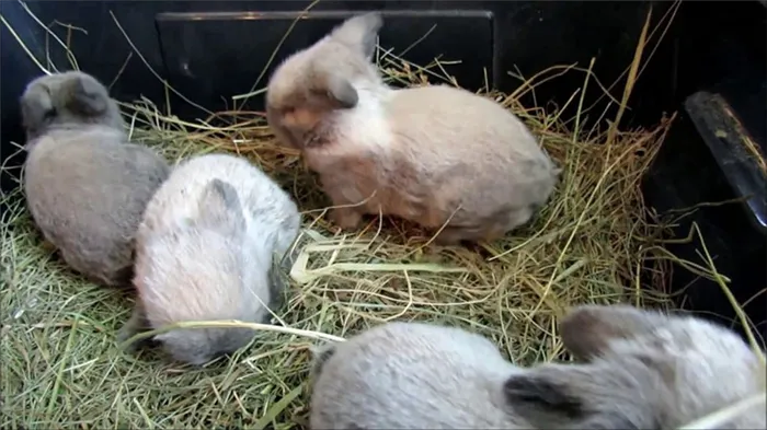 крольчата начинают есть сено