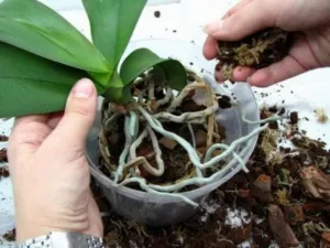 Правила ухода за вечнозеленой орхидеей цимбидиум в домашних условиях. Самые важные нюансы
