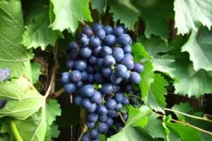 История, описание и характеристики сорта винограда Ранний Магарача и правила выращивания