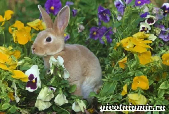 Кролик-рекс-Образ-жизни-и-среда-обитания-кроликов-рекс-9