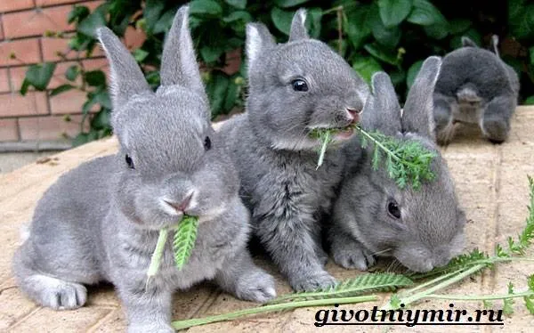 Кролик-рекс-Образ-жизни-и-среда-обитания-кроликов-рекс-10