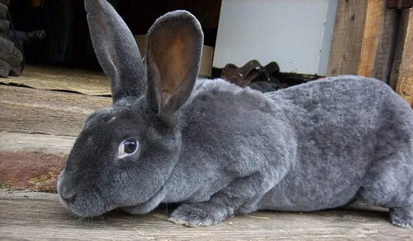 Фото: Кролик рекс в домашних условиях