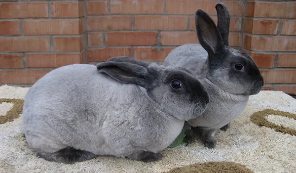 Фото: Самец и самка кролика рекс
