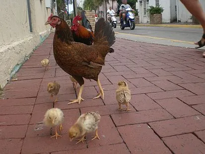 Chickenfamily.jpg