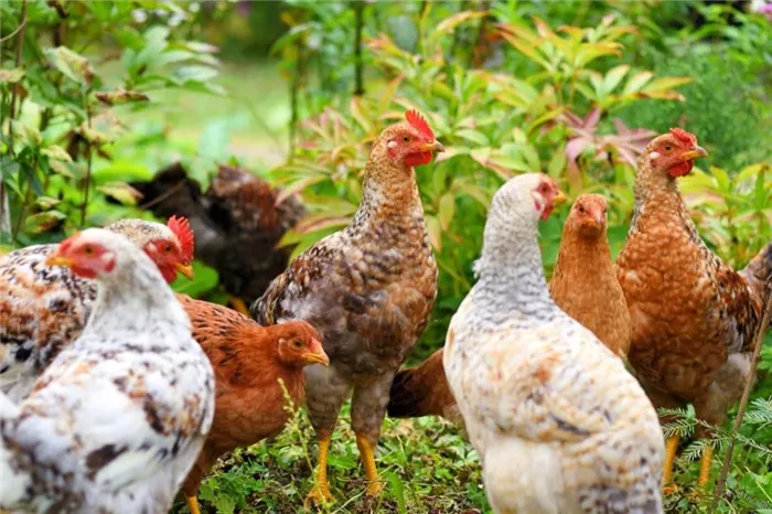 Что такое курица и откуда она взялась – история происхождения домашней курицы и ее характеристики