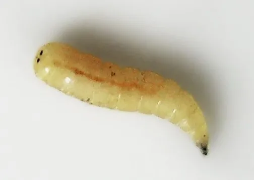 Личинка мухи: как выглядит и как вылупляется из яйца? Где мухи откладывают яйца?