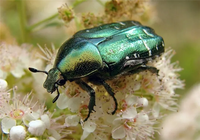 Непрошеные гости: стоит ли опасаться зеленого жука на растениях