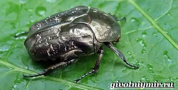 Бронзовка-жук-Образ-жизни-и-среда-обитания-жука-бронзовки-6