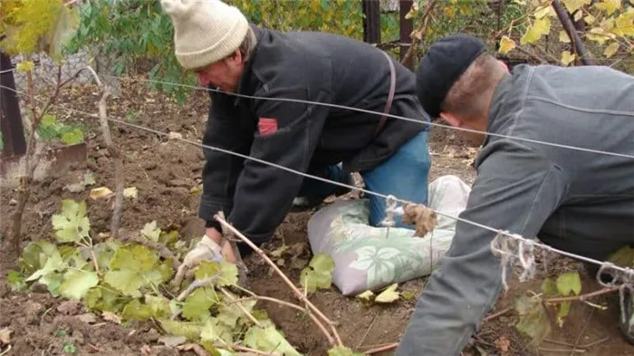 Подготовка винограда к зиме: секреты обработки осенью перед укрытием