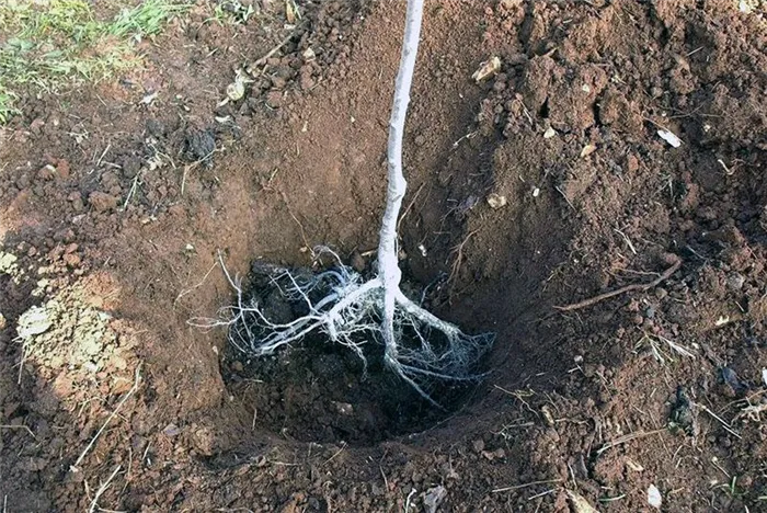 как правильно посадить яблоню с открытой корневой системой