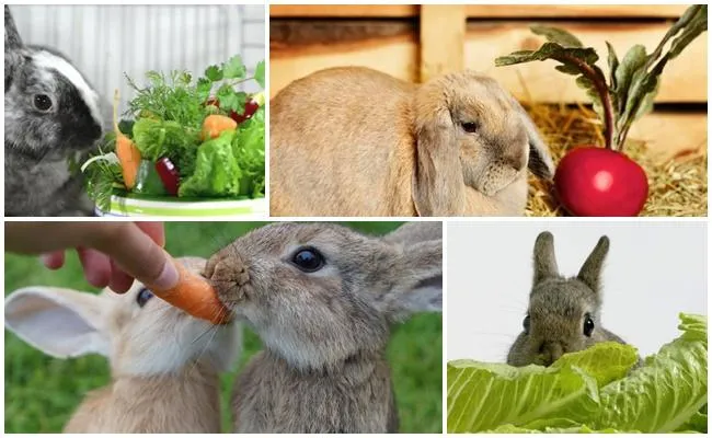 овощи кроликам