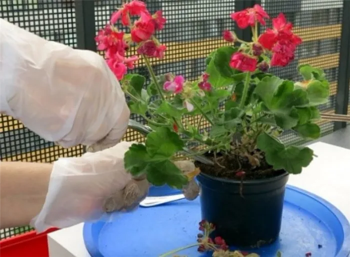 Как размножается клубневая бегония — способы разведения цветка на даче 
