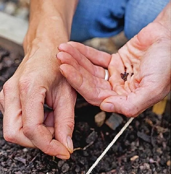При посеве в открытый грунт сделайте бороздки на расстоянии 30 см друг от друга и разложите семена, оставляя 3-4 см между ними.