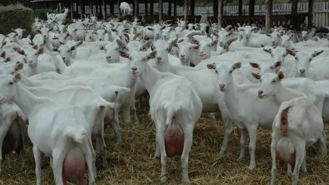 Содержание зааненских коз