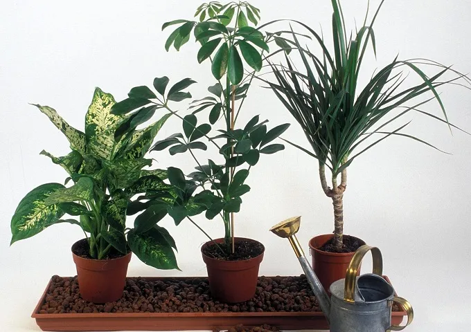 Растения и гидропонный метод
