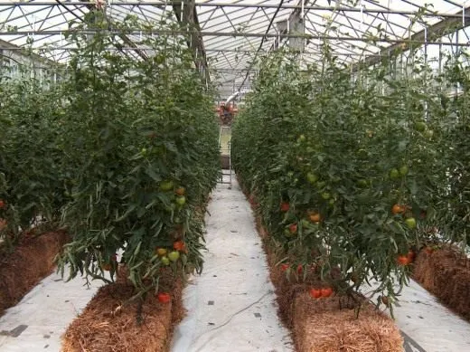 Промышленное выращивание томата в гидропонной системе