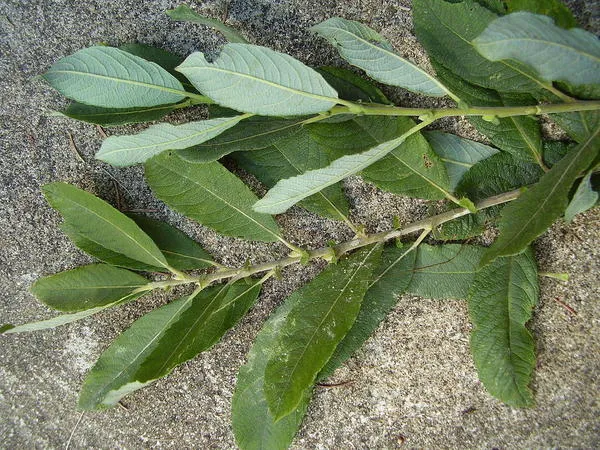 Ива пепельная (Salix cinerea). Фото: ВСВ, ru.wikipedia.org
