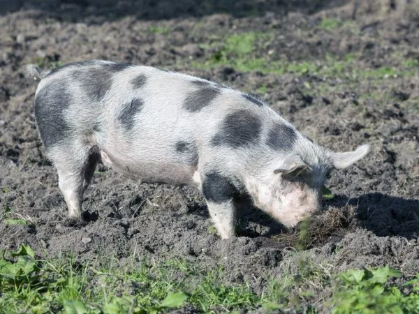 Северокавказская порода свиней