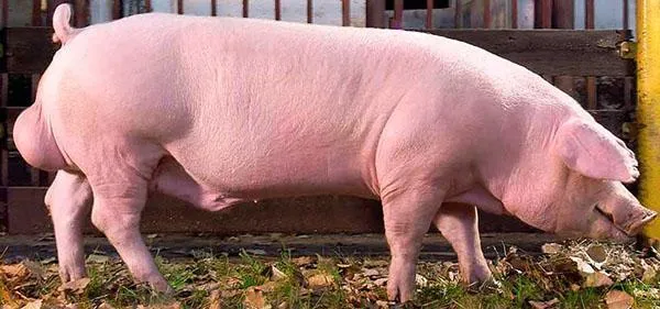 Порода свиней Ландрас