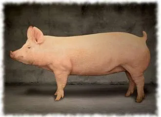 крупная белая порода свиней фото