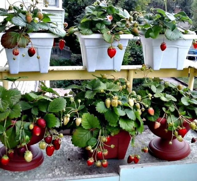 Выращивание клубники на балконе