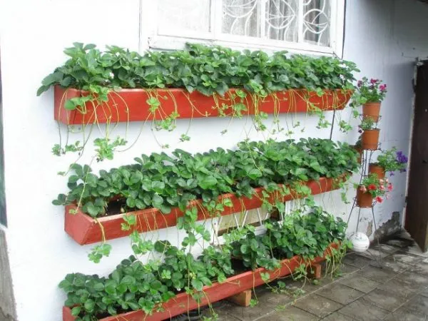 Контейнеры для выращивания клубники на балконе
