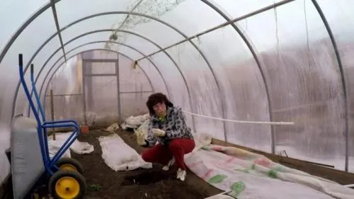Как сохранить хризантему зимой в сибири. Способы хранения