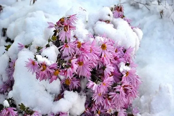 цветы под снегом 