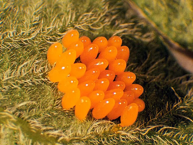 Яйца колорадского жука под листком