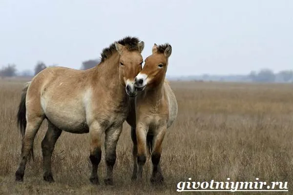 Лошадь-Пржевальского-Среда-обитания-и-образ-жизни-лошади-Пржевальского-7