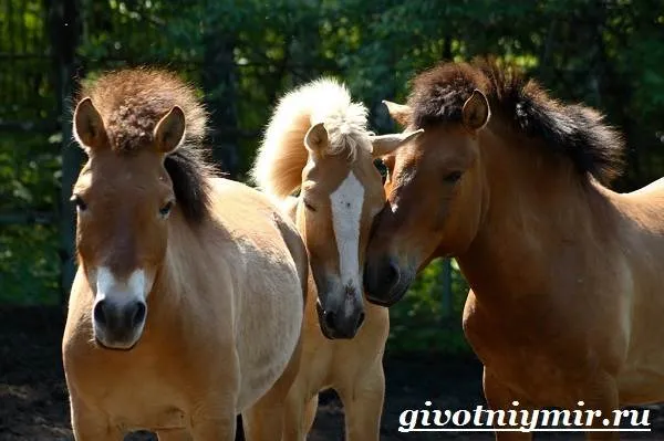 Лошадь-Пржевальского-Среда-обитания-и-образ-жизни-лошади-Пржевальского-8