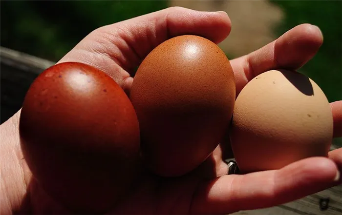 Варианты окраса куриных яиц