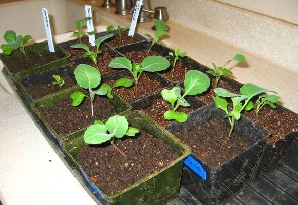 выращивание рассады капусты