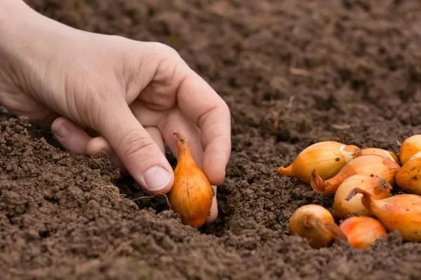 При посадке весной почву лучше заготовить осенью – внести все необходимые удобрения, продезинфицировать 