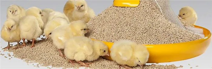 цыплята бройлеры выращивание и уход и кормление