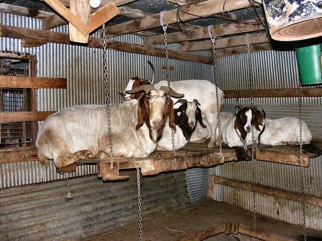 Полки для коз