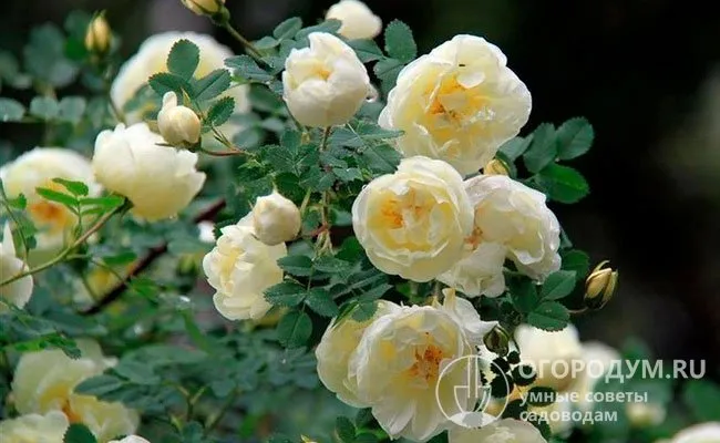 Кустовых и штамбовые душистые розы чаще высаживают в группах, создавая живые изгороди, плетистые формы используют для декорирования стен, пергол, беседок и других садовых сооружений