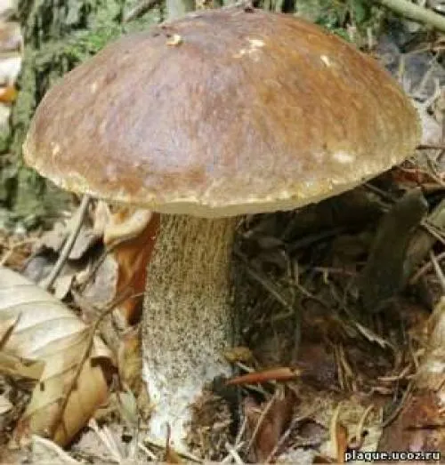 Какие грибы растут под березой. Подберезовик