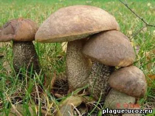 Какие грибы растут под березой. Подберезовик