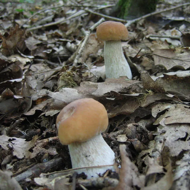 осеение грибы - белые
