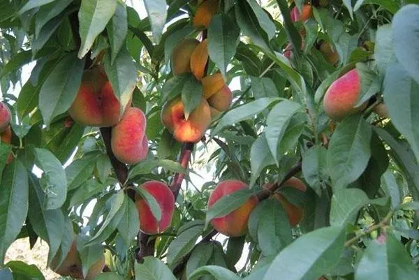 созревает инжирный персик в саду