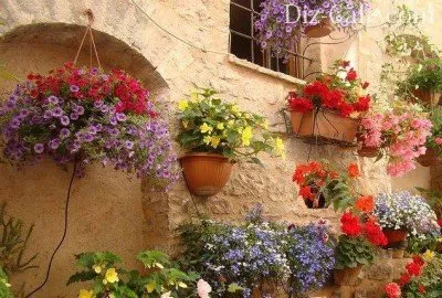 Цветы на стене дома