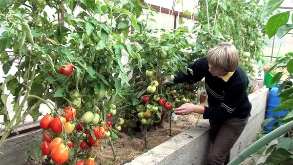 Низкорослые томаты в теплице