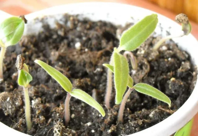 Бругмансия: выращивание из семян в домашних условиях