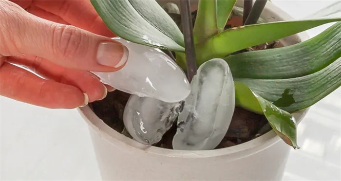 как поливать орхидеи фаленопсис в домашних условиях