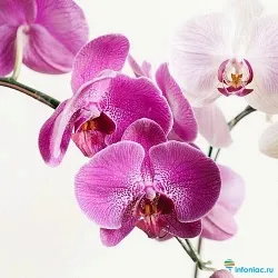 Как ухаживать за цветком Орхидея (Фаленопсис) в домашних условиях