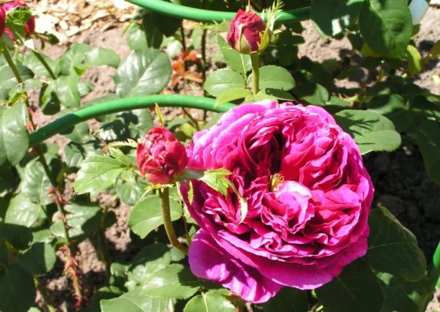 Пионовидные розы: названия сортов с фото и описанием