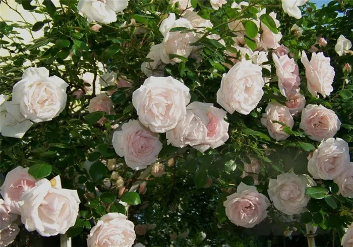 плетистые розы клаймберы Нью Доун